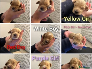 Cockapoo dogs F2 cockapoo’s for sale! 🌟 - Advert 2