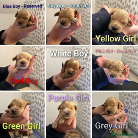 Cockapoo dogs F2 cockapoo’s for sale! 🌟 - Advert 1