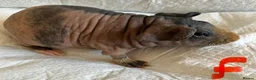 Guinea Pig rodents for sale: Skinny pig pups. Boys and girls  - Advert 9