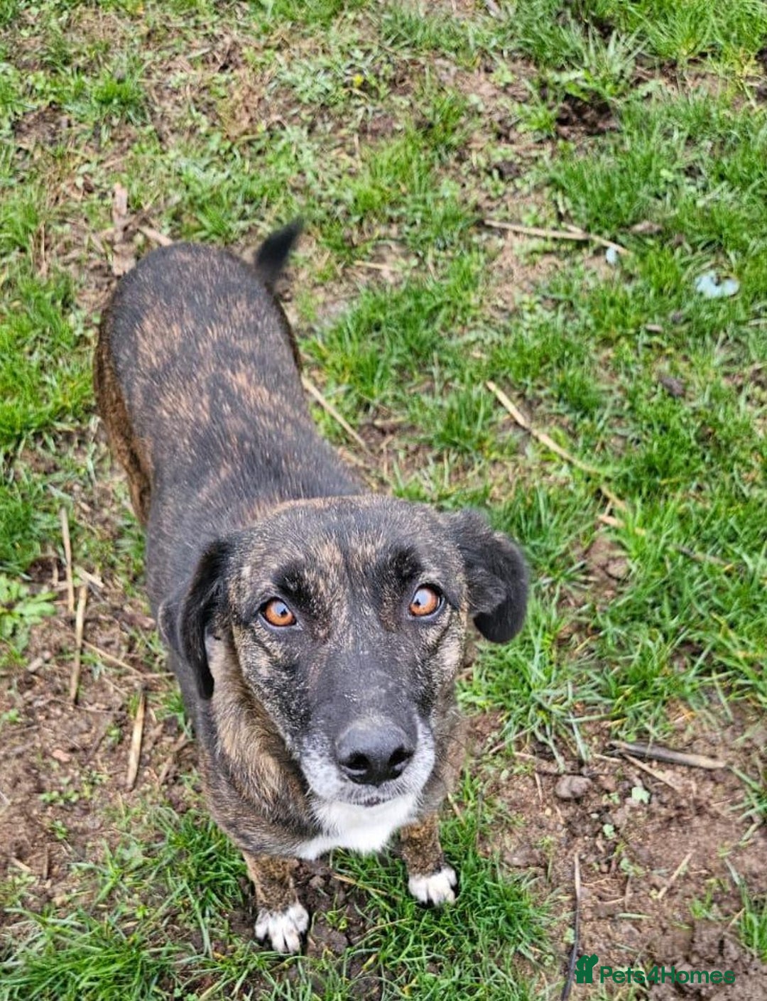 Mixed Breed dogs for adoption: LOLA – Gentle Soul, Bright Eyes & Pure Devotion🤍 - Advert 3