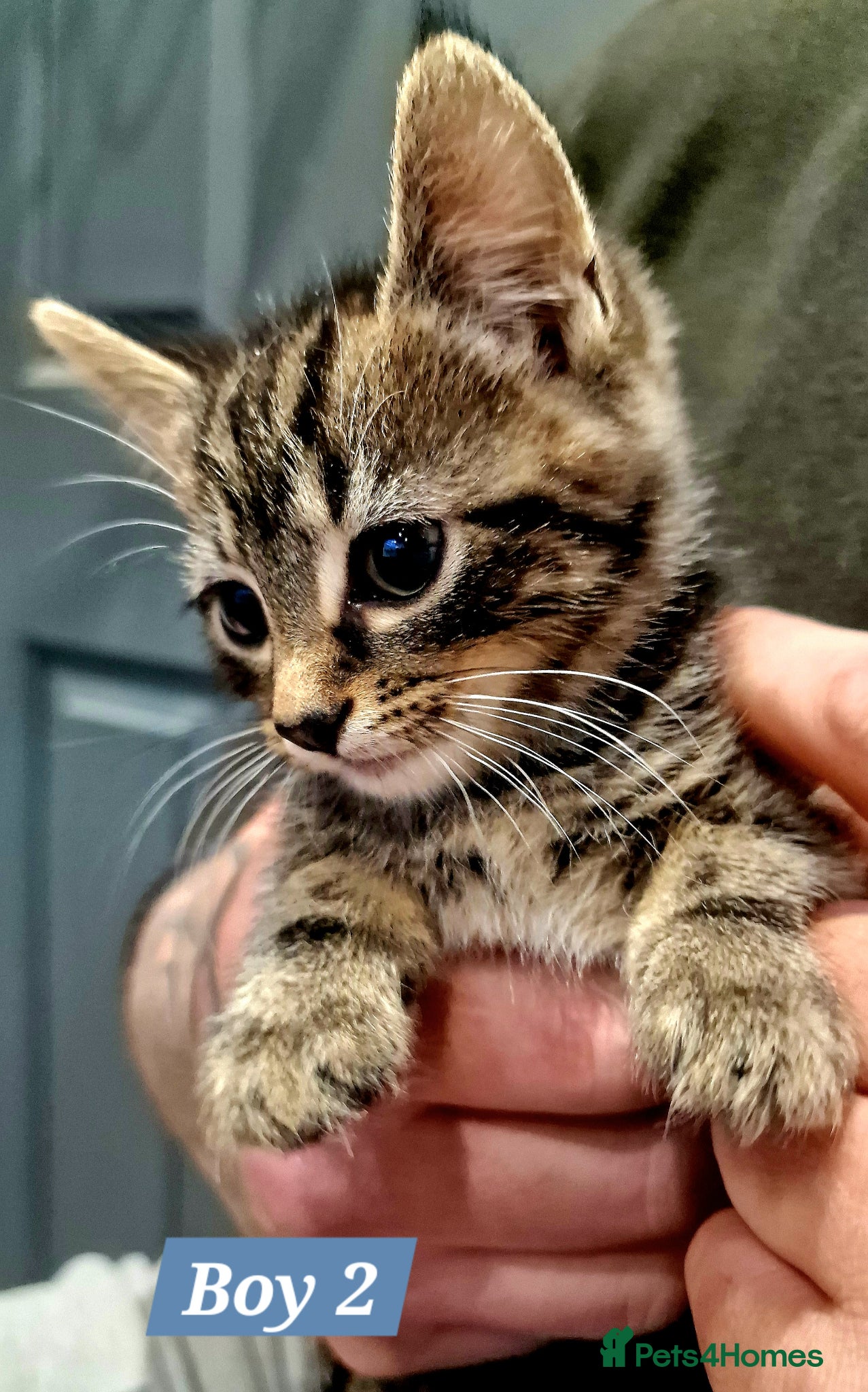 Mixed Breed cats Tabby and B&W Long and Short Hair Kittens - Advert 13