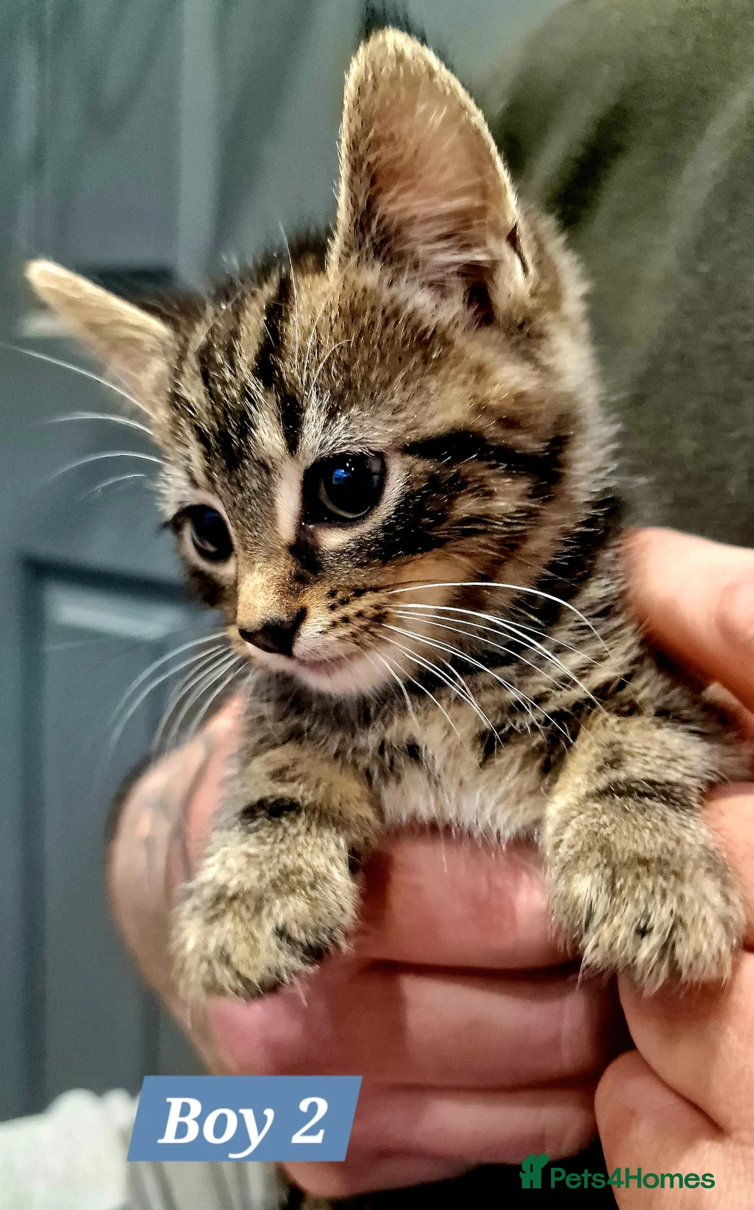 Mixed Breed cats for sale: Tabby and B&W Long and Short Hair Kittens - Advert 1