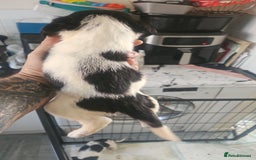 English Springer Spaniel dogs for sale: Springer spaniel puppy's  - Image 8
