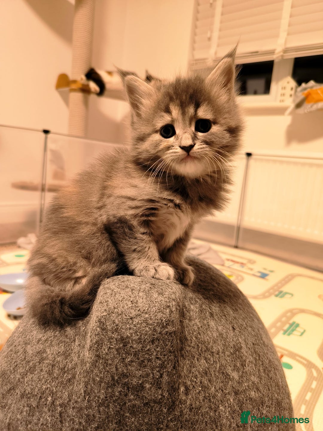 Maine Coon cats for sale: Maine coon mix kittens  - Advert 10