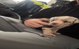 Cane Corso dogs for sale: cane corso pup  - Image 4
