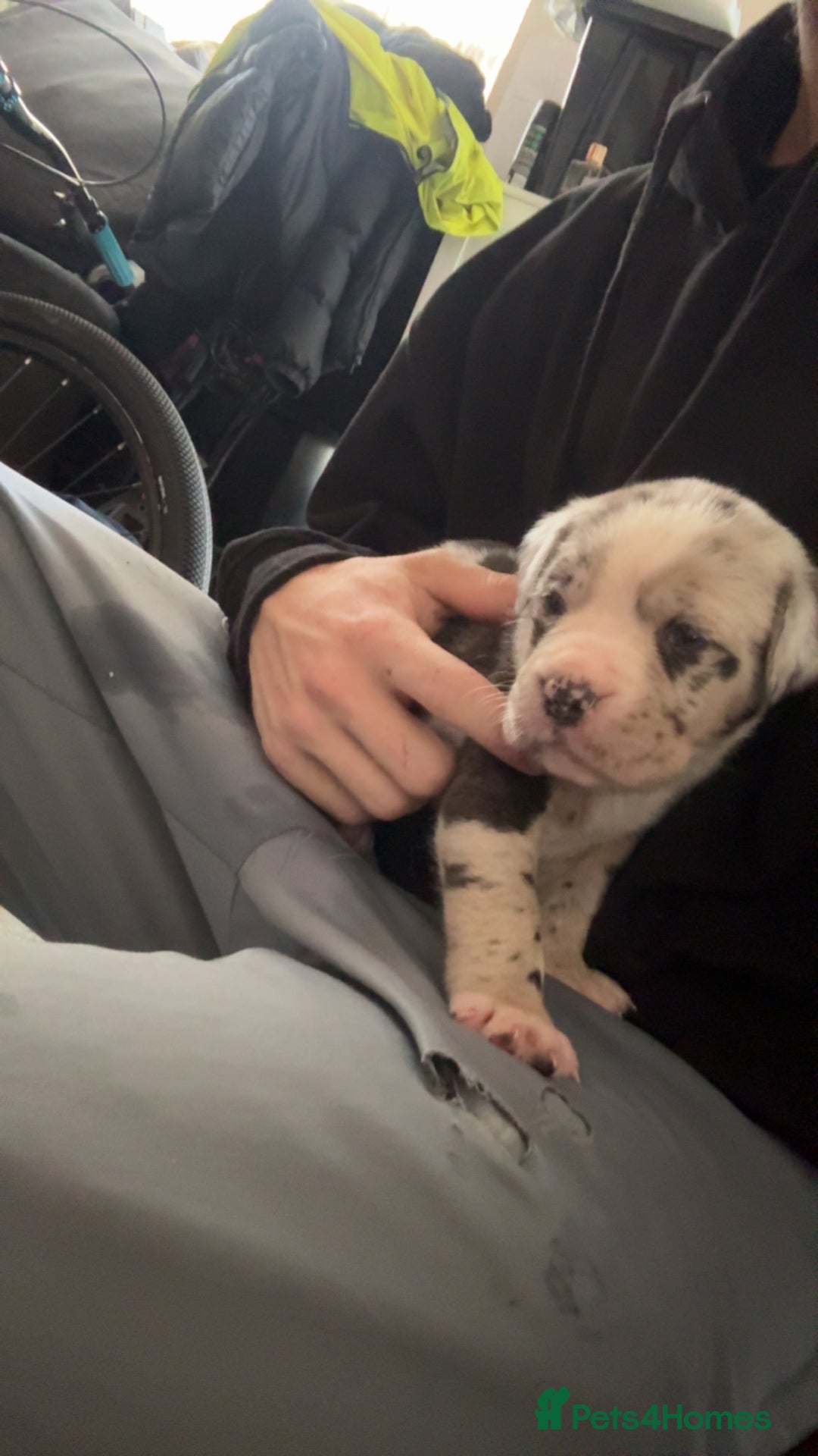Cane Corso dogs for sale: cane corso pup  - Image 4