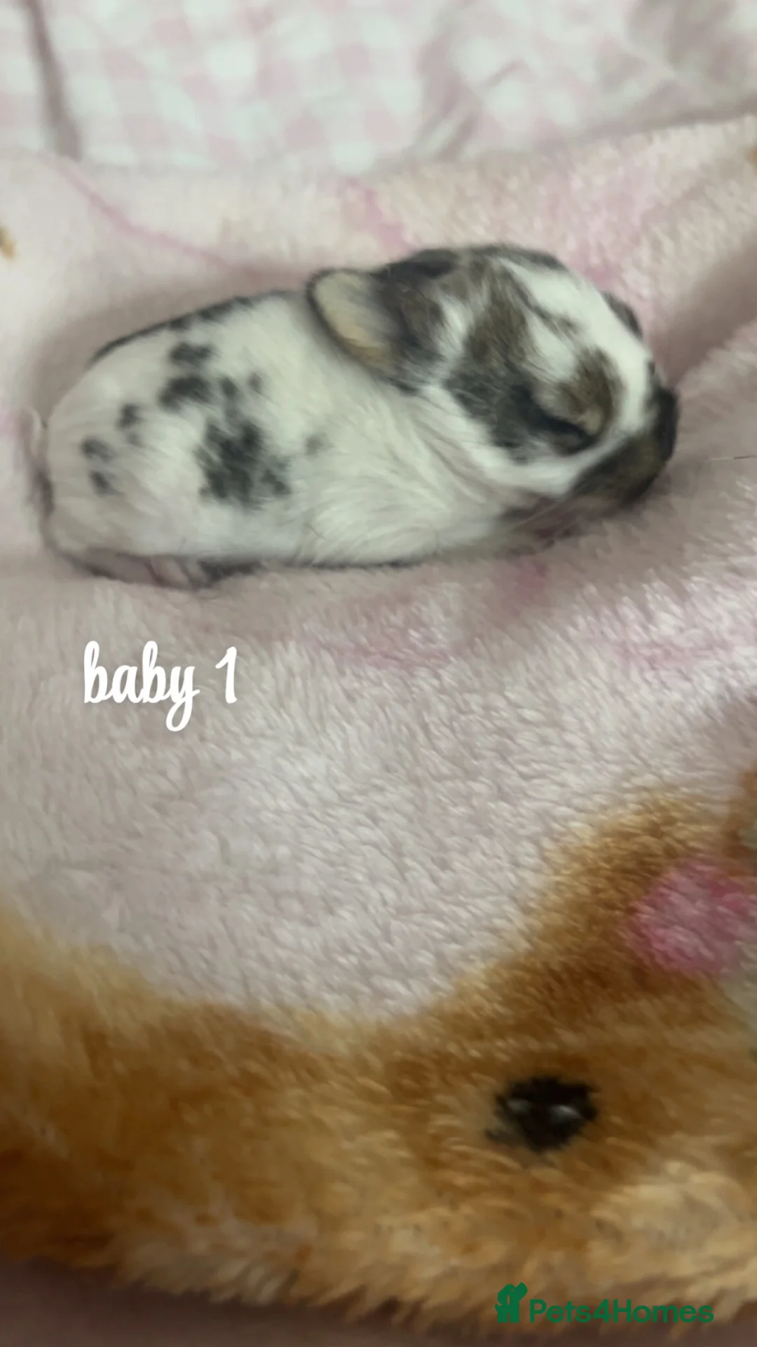 Mixed Breed rabbits for sale: Baby Rabbits For Sale in Barnsley - Advert 2