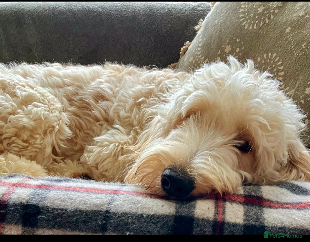 Mixed Breed dogs for sale: Authentic Annetteslabradoodles/Cobberdogs - Advert 2