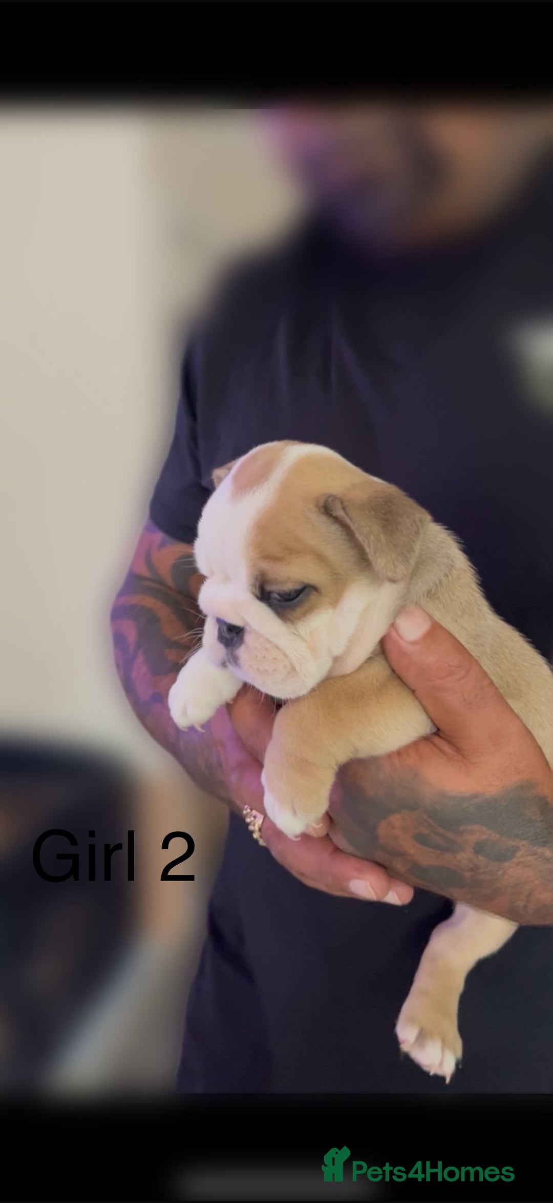 English Bulldog dogs for sale: KC Reg Traditional English Bulldog puppies - Image 5