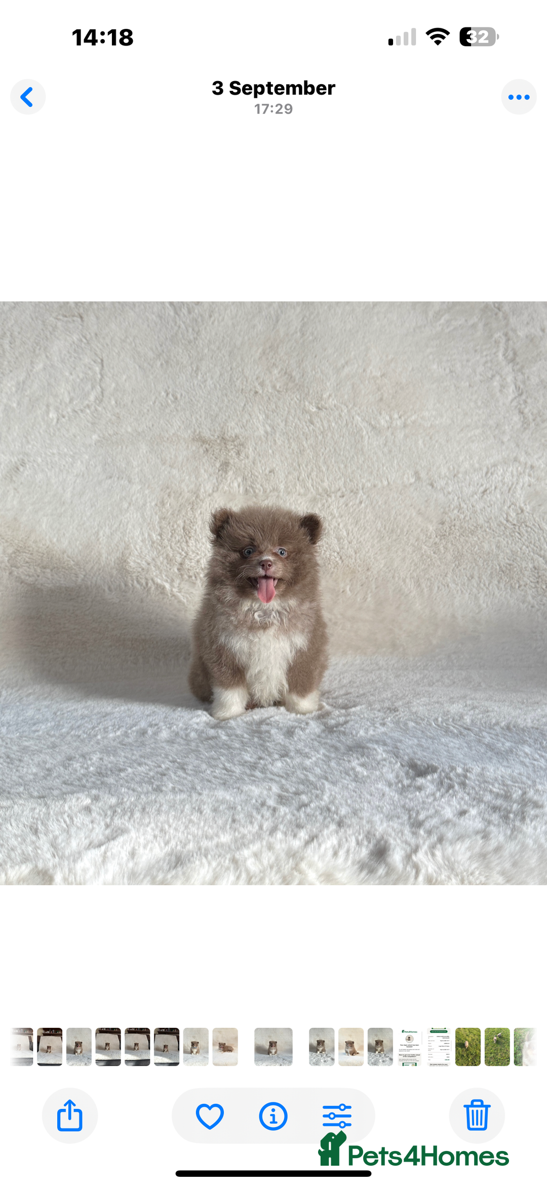 Pomsky dogs for sale: Tiny toysize Lilac Male Pomsky puppy for sale  - Image 5