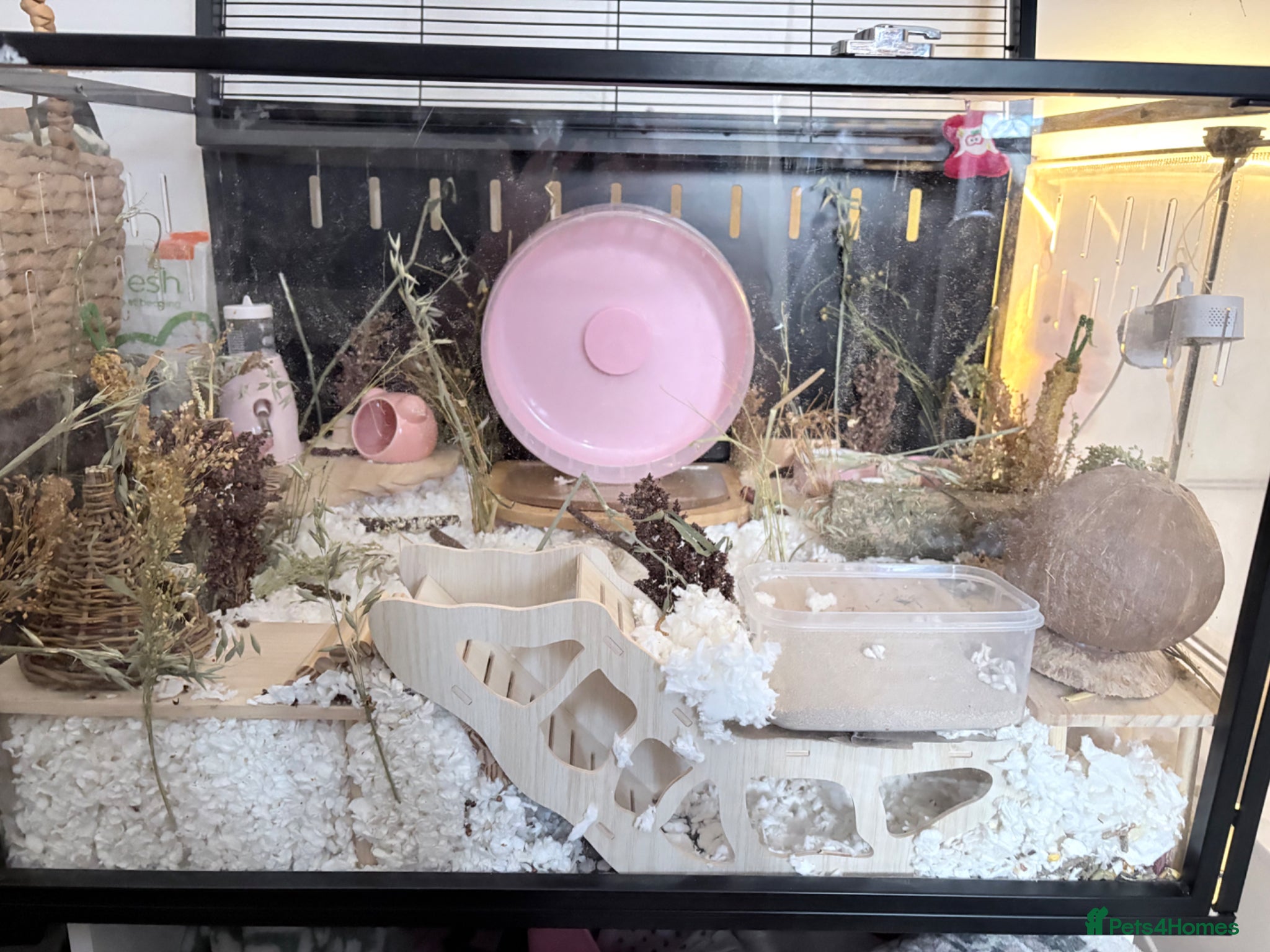 Hamster rodents for sale: Syrian hamster cage and all accessories included  - Advert 5