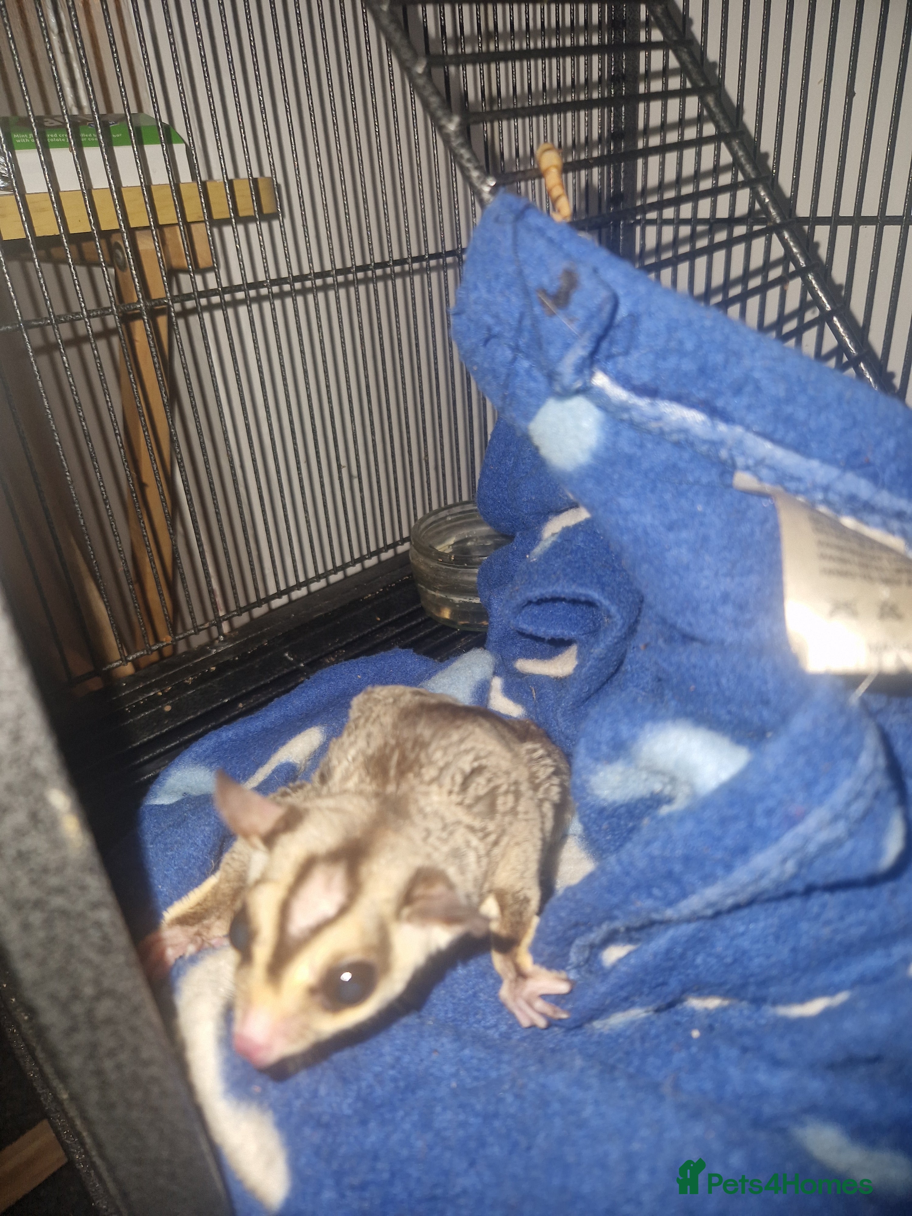 Sugar Glider rodents 2x male sugar gliders  - Advert 4