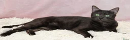 Bengal cats for sale: Retired bengal black smoke  - Advert 6