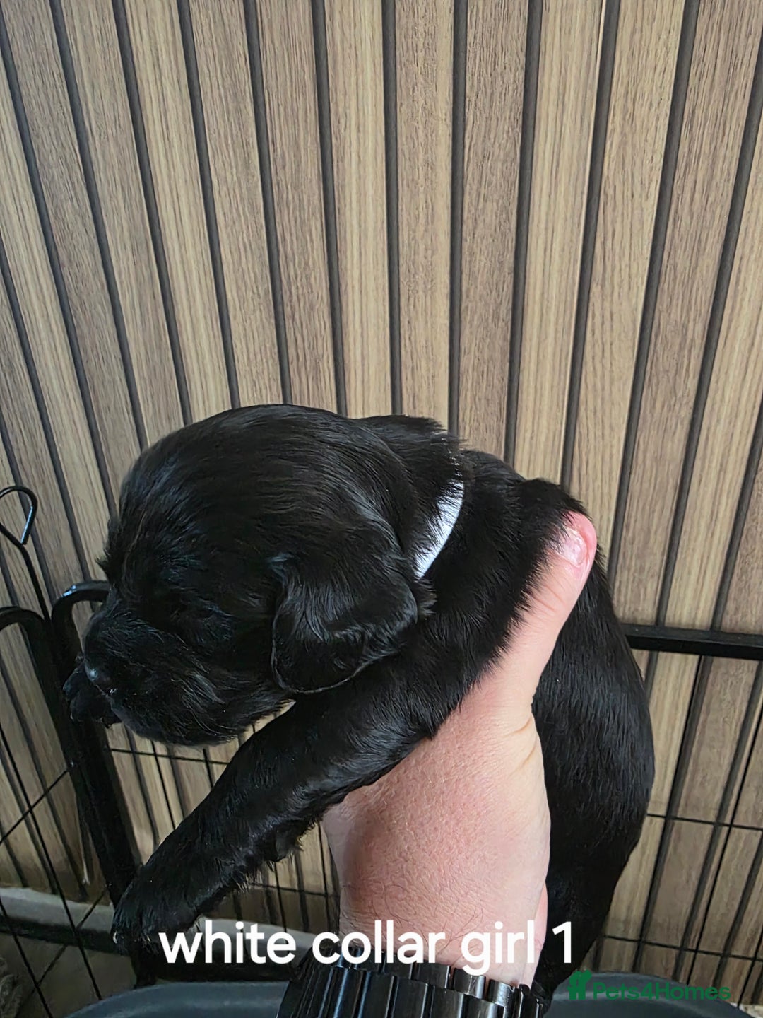 Sprocker dogs for sale: Sprocker puppies for sale. - Image 3