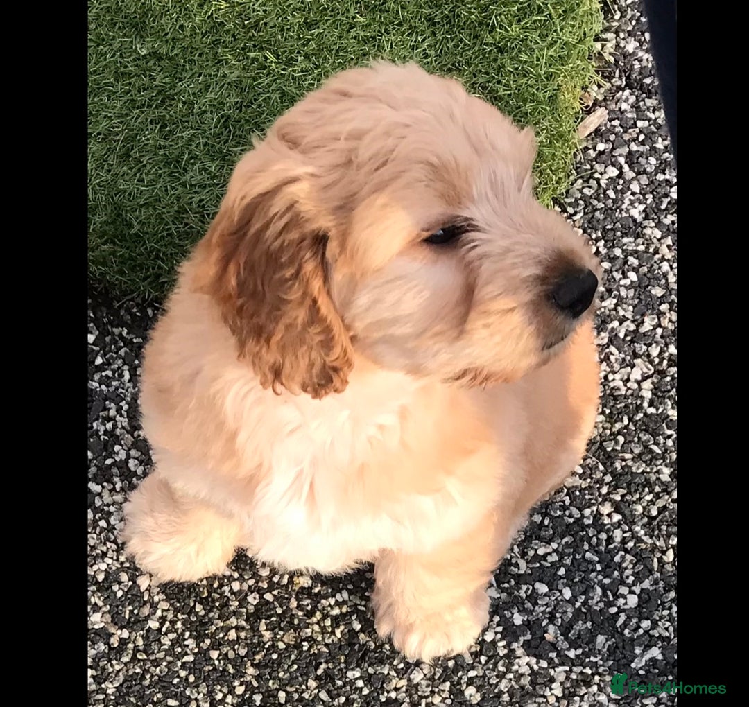 Miniature Poodle dogs for stud: Health Tested Apricot Miniature Poodle for stud in Llandeilo - Advert 10