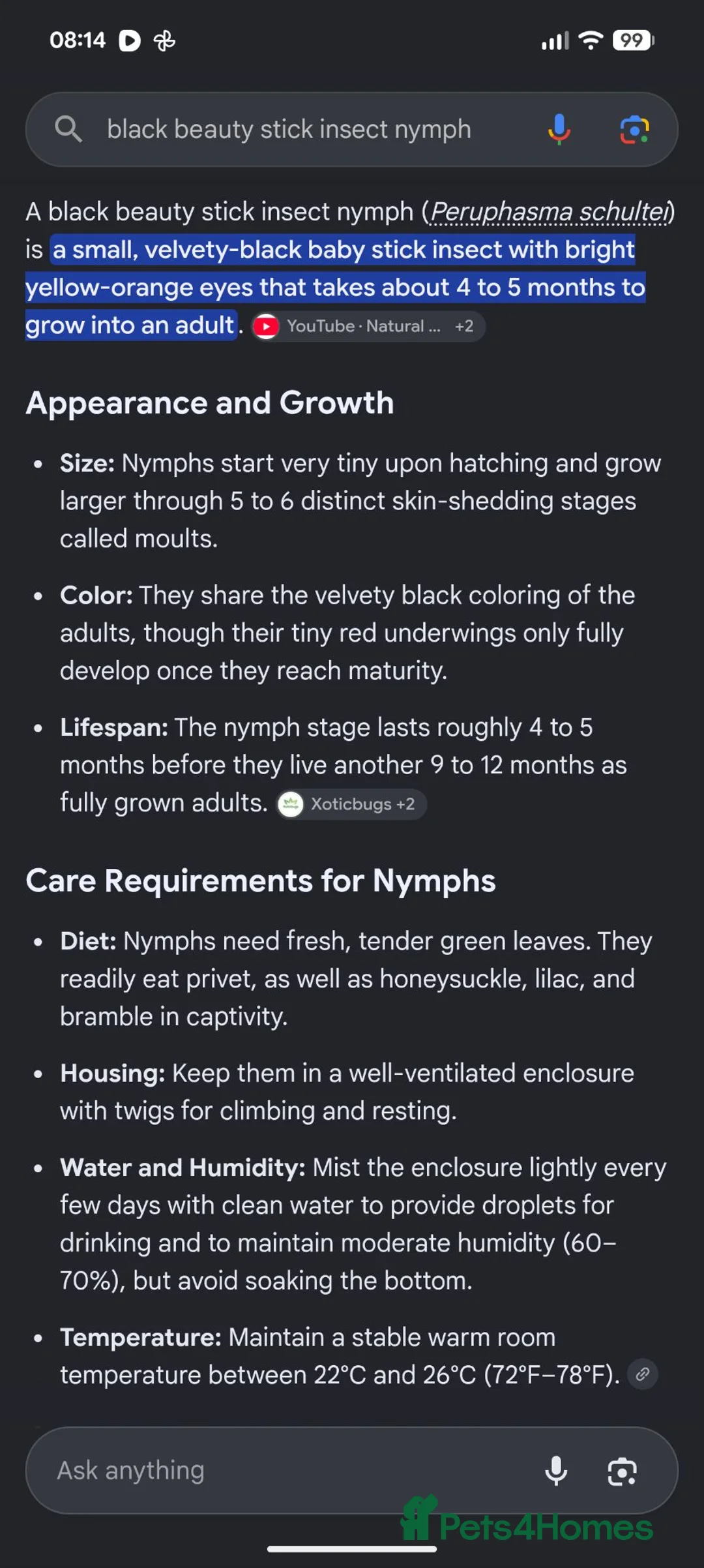 Stick Insects invertebrates for sale: Black beauty nymphs & eggs in Heanor - Advert 2