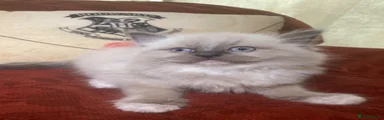 Boy Mixed Breed 4 rag doll and thai