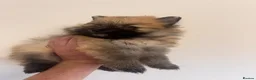 Pomeranian dogs for sale: Pomeranian Puppies - Advert 31