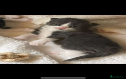 British Longhair cats for sale: Tuxedo Domestic Shorthair & Blue longhair - Image 12