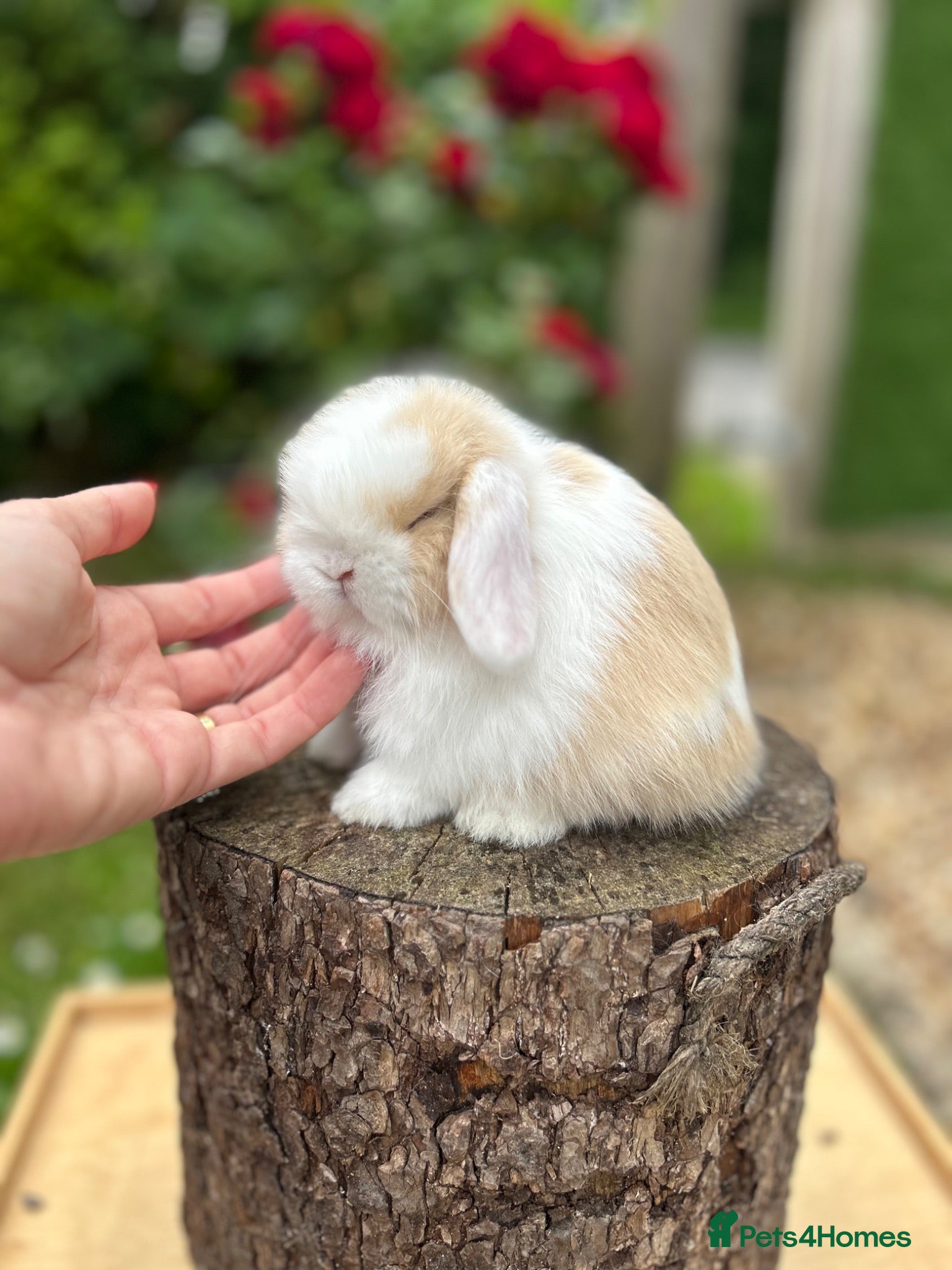 Mini Lop rabbits ⭐ FRIENDLY BABY MINI LOPS ⭐  - Advert 1