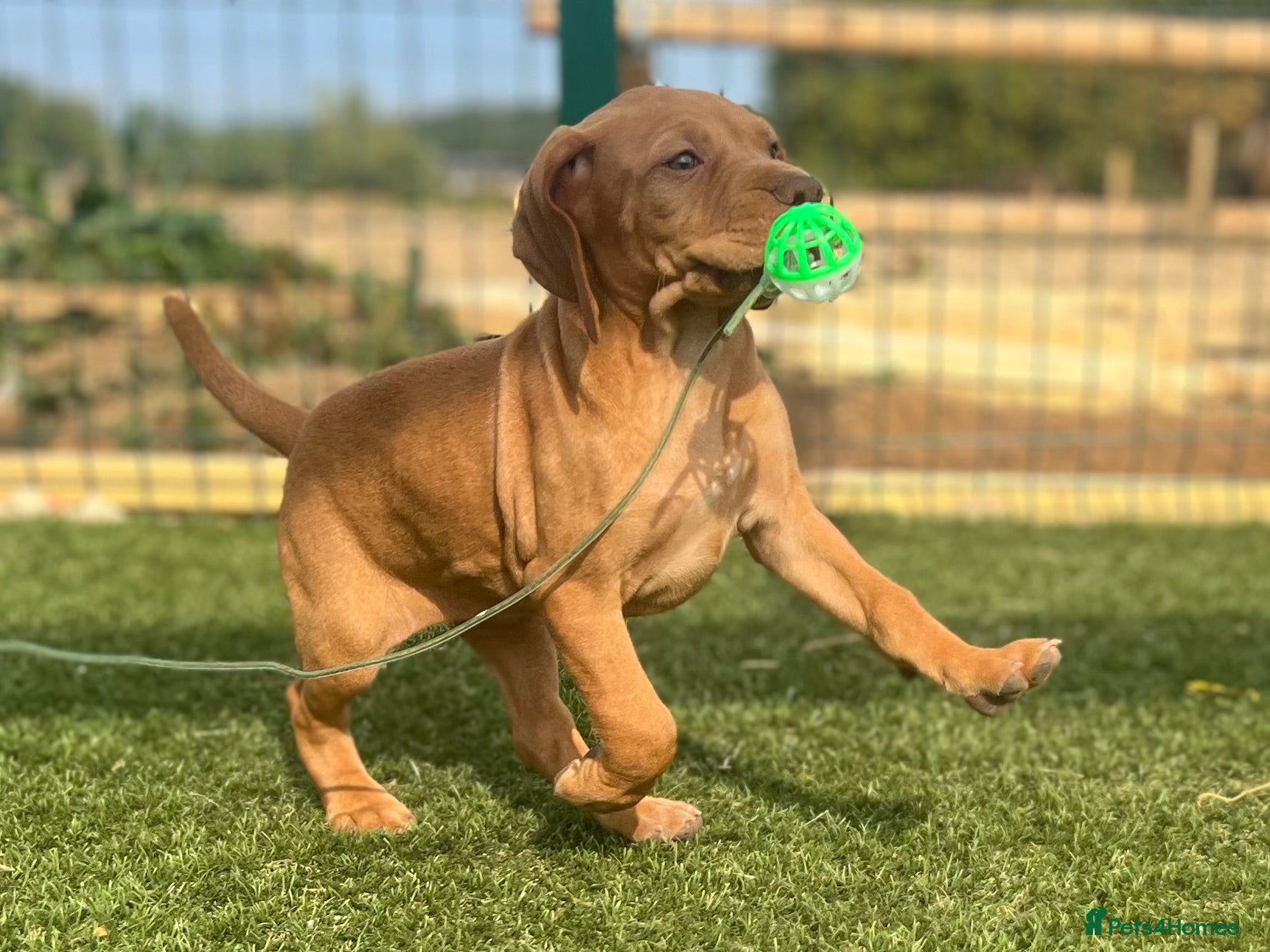 Hungarian Vizsla dogs Crufts Best in Show & Elite working Bloodlines - Advert 2