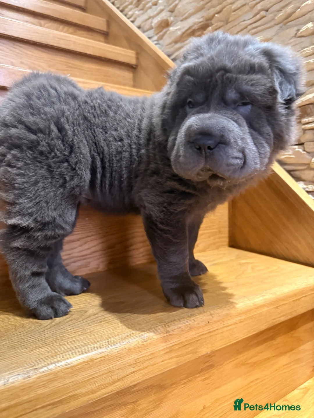 Shar Pei dogs for sale: Two beautiful Blue Shar Pei puppies (Male) - Advert 2