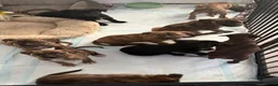 Mixed Breed dogs for sale: 9 mixed breed puppies in Salisbury - Advert 1