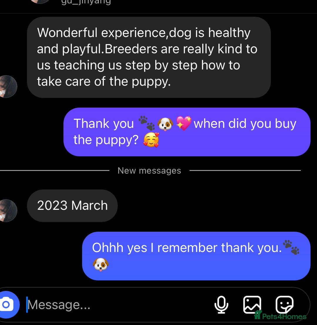 Miniature Dachshund dogs for sale: 𝕃𝕠𝕟𝕘 𝕙𝕒𝕚𝕣𝕖𝕕 𝕔𝕣𝕖𝕒𝕞 𝕡𝕦𝕡𝕡𝕚𝕖𝕤 🧸 - Image 21