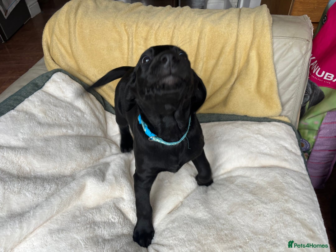 Labrador Retriever dogs for sale: KC Fully Health Tested Outstanding Working Line - Advert 32