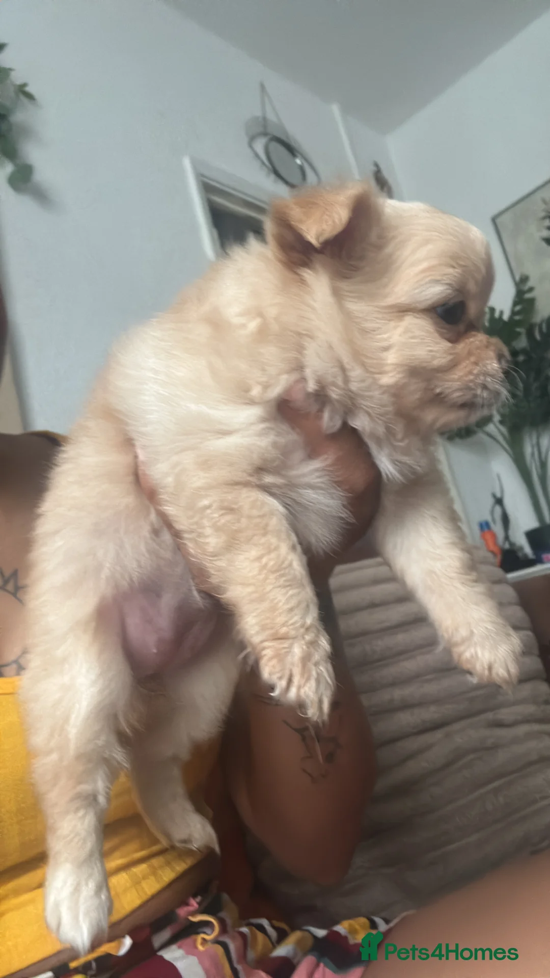 Mixed Breed dogs for sale: Puppies ready in couple weeks  - Advert 2