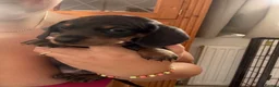 Dachshund dogs for sale: Mini dachshund puppies   - Advert 8
