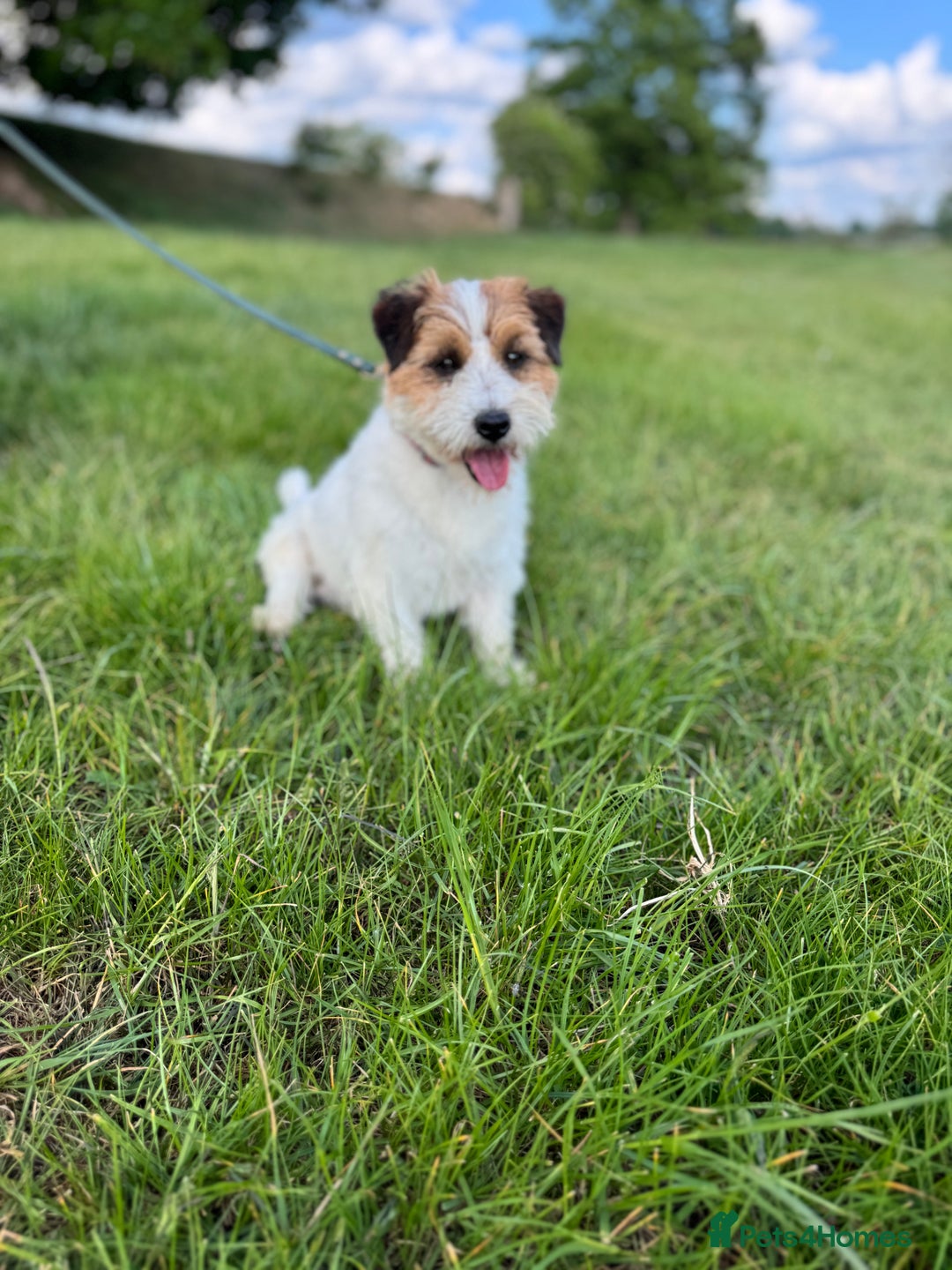 Jack Russell dogs for sale: Pedigree Jack Russell Puppies  - Image 37