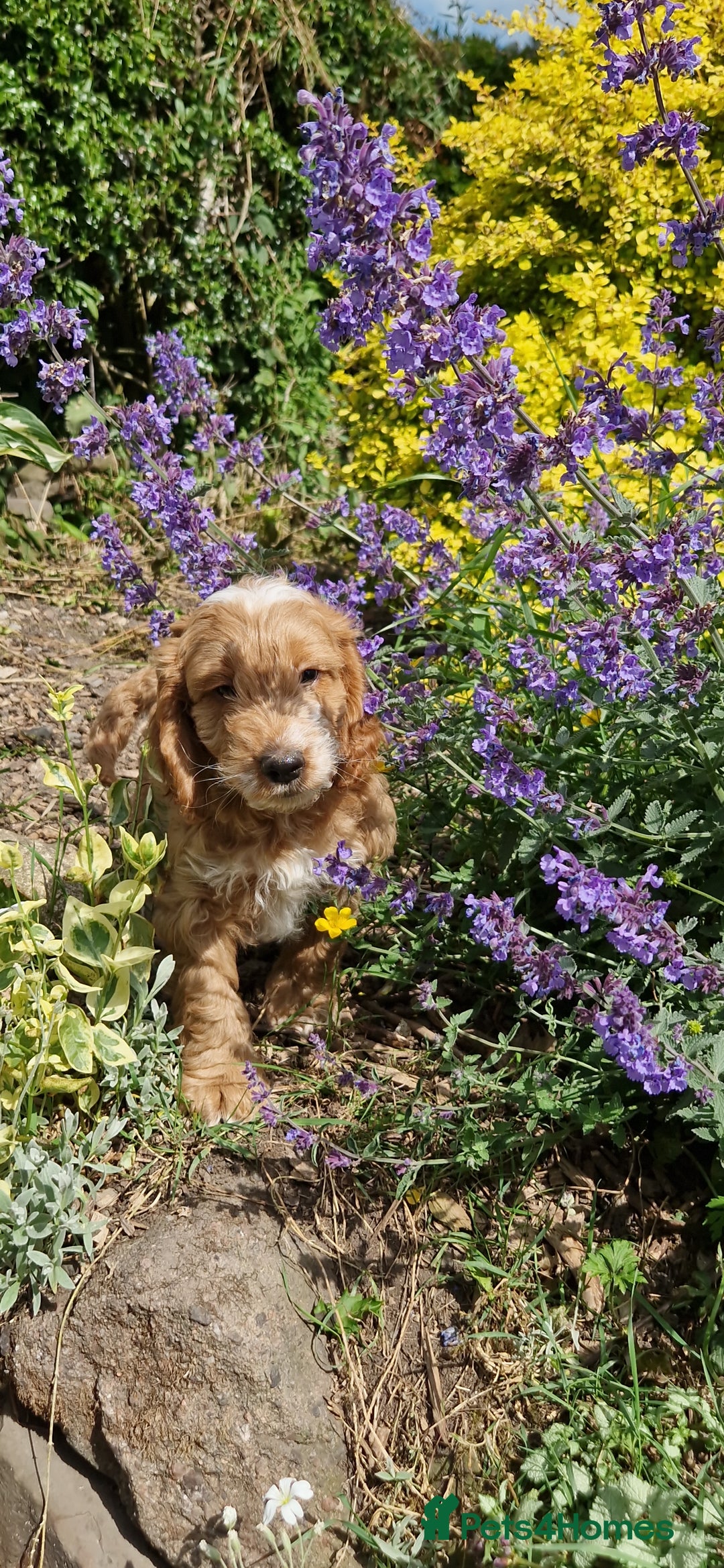 Cockapoo dogs for sale: Cockapoos F1 kc reg parents  in Craven Arms - Image 1