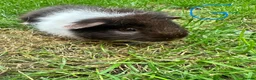 Guinea Pig rodents for sale: Guinea Pigs For Sale  - Advert 12