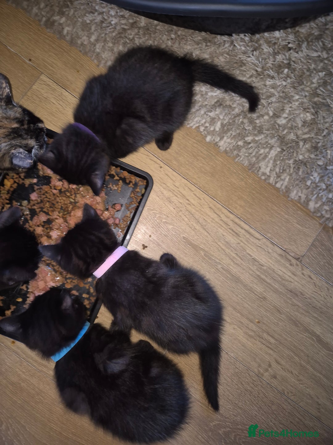 Domestic Shorthair cats for sale: 3 Black Kittens for sale (boy sold) - Image 7