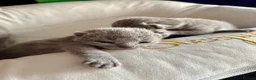 Russian Blue cats for sale: Top pedigree Instagram star Russian blue kittens - Advert 8