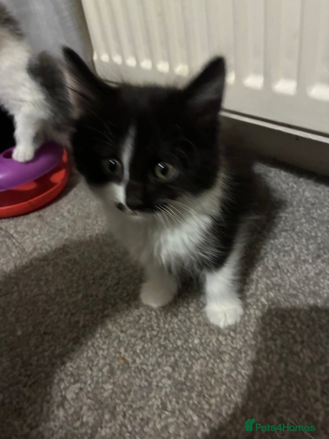 Mixed Breed cats for sale: Five kittens looking for their forever home  - Advert 9