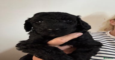 Standard Poodle dogs - Advert 3