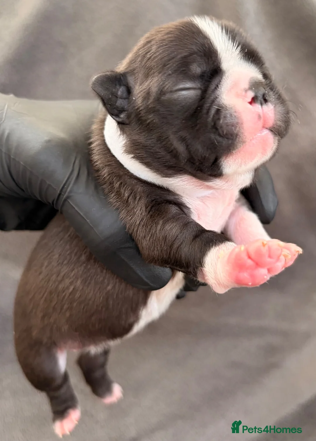 Boston Terrier dogs for sale: Bostixon KC Registered Boston Terrier Puppies - Advert 18