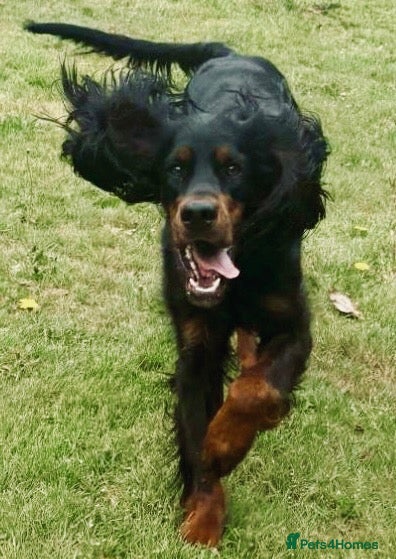 Mixed Breed dogs Stunning litter of Gordon Doodles. - Advert 2