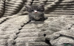 Maine Coon cats for sale: Mainecoon full pedigree kittens - Advert 7