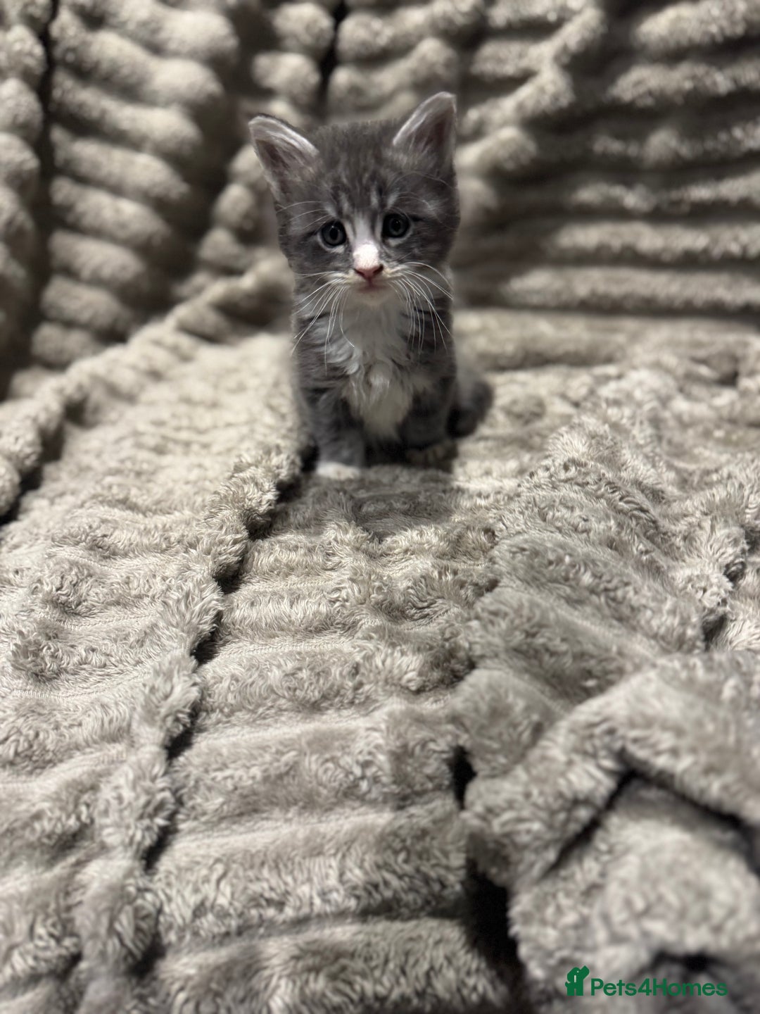 Maine Coon cats for sale: Mainecoon full pedigree kittens - Advert 7