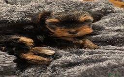 Yorkshire Terrier dogs for sale: Adorable Mini Yorkshire Terrier Puppy 🐾 - Image 1