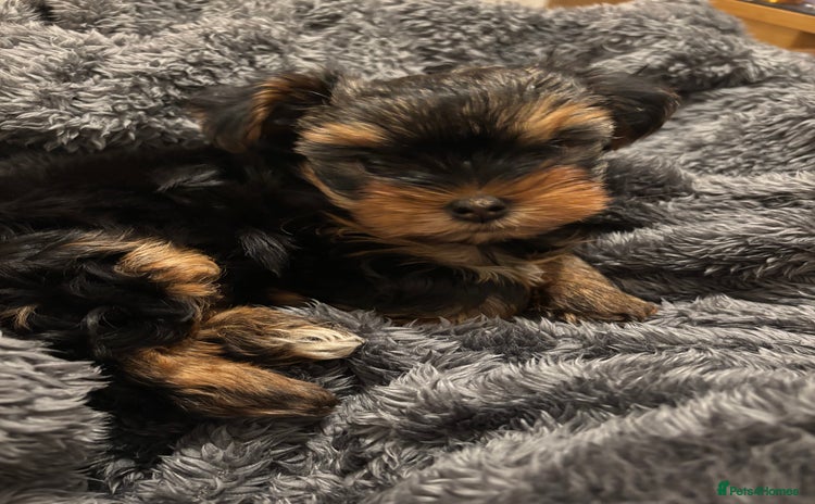 Yorkshire Terrier dogs - Advert 1