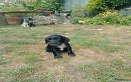 Cocker Spaniel dogs for sale: 1 beautiful Working Cocker left. - Image 2
