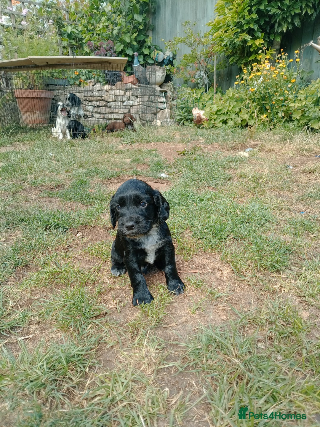 Cocker Spaniel dogs for sale: 1 beautiful Working Cocker left. - Image 2