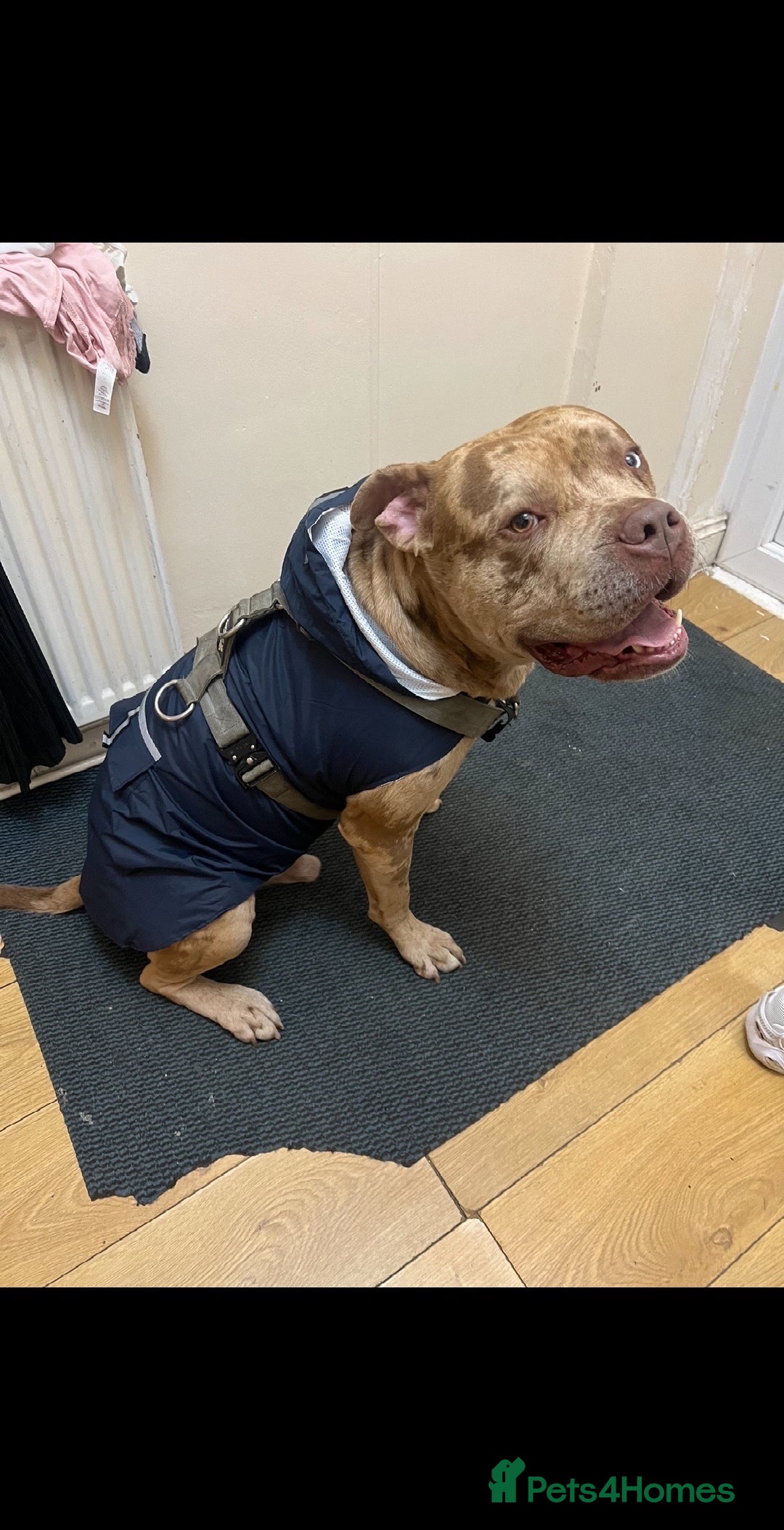 Mixed Breed dogs for sale: American Bully 4 Years Rehome  - Advert 4