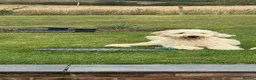 Mixed Breed dogs for sale: Beautiful Golden Labradoodle Doubledoodle Puppies in Nantwich - Advert 4