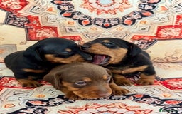 Miniature Dachshund dogs for sale: Mini Dachshund puppies, PRA clear, health tested - Image 6