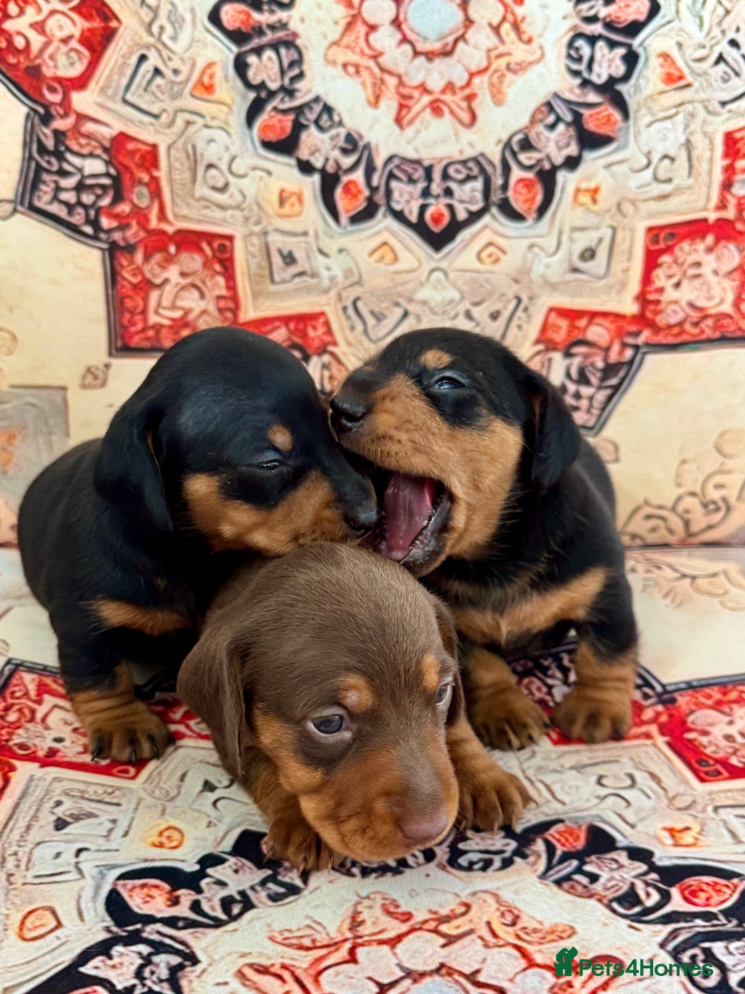 Miniature Dachshund dogs for sale: Mini Dachshund puppies, PRA clear, health tested - Image 6